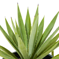 Agave Angustofolia