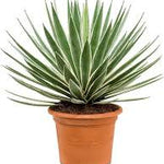 Agave Angustofolia-PR-Succulent-W:0-S:40 cms-H:85 cms