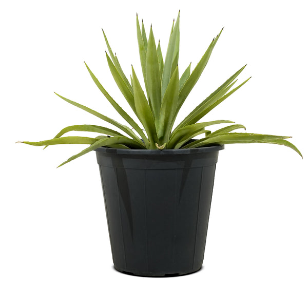 Agave Angustofolia