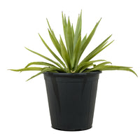 Agave Angustofolia