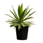 Agave kerchovei 20 cms pots - 30 cms height