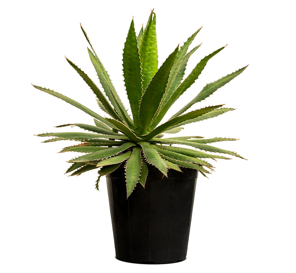 Agave kerchovei 14 cms pots - 20 cms height