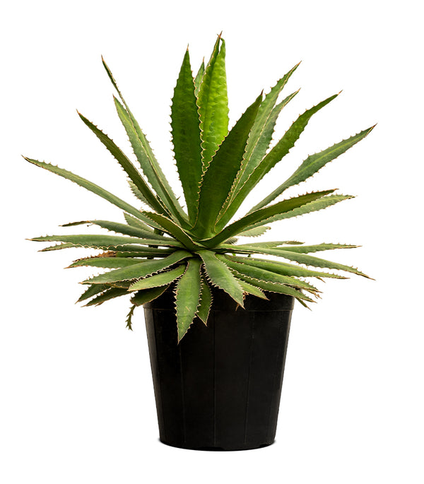 Agave kerchovei 14 cms pots - 20 cms height