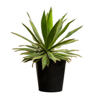 Agave kerchovei 14 cms pots - 20 cms height