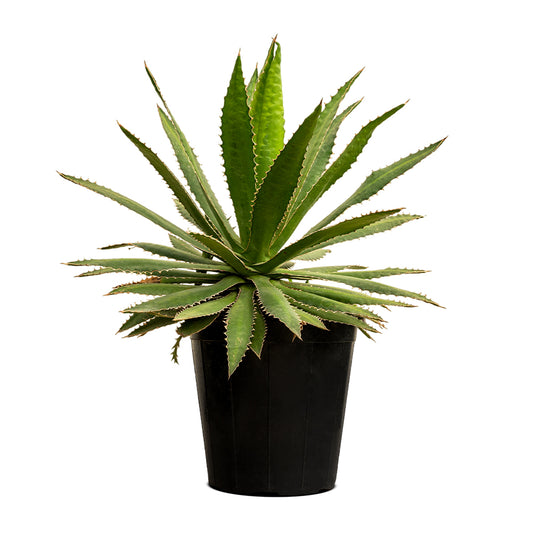 Agave kerchovei 14 cms pots - 20 cms height