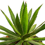 Agave kerchovei 20 cms pots - 30 cms height