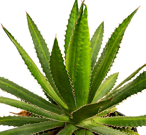 Agave kerchovei 14 cms pots - 20 cms height