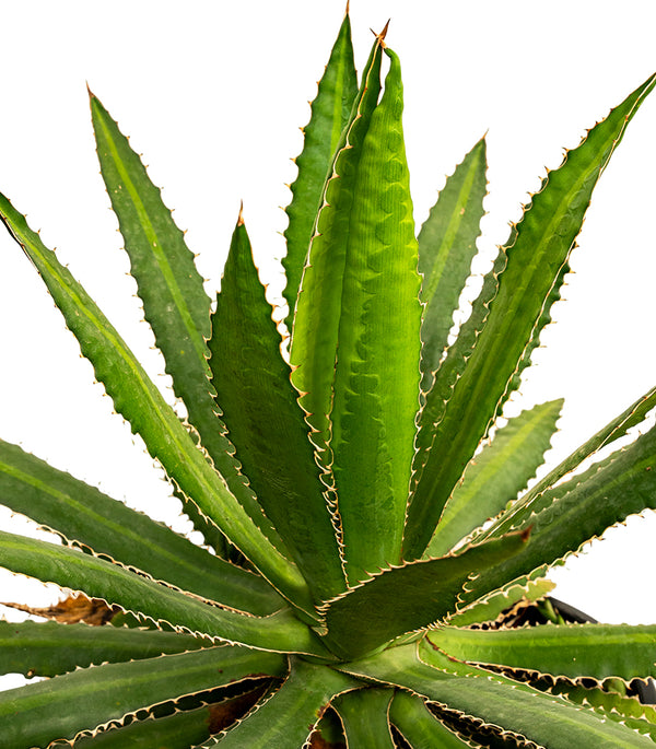 Agave kerchovei 14 cms pots - 20 cms height