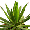 Agave kerchovei 14 cms pots - 20 cms height