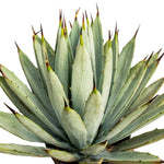 Agave Macroacantha