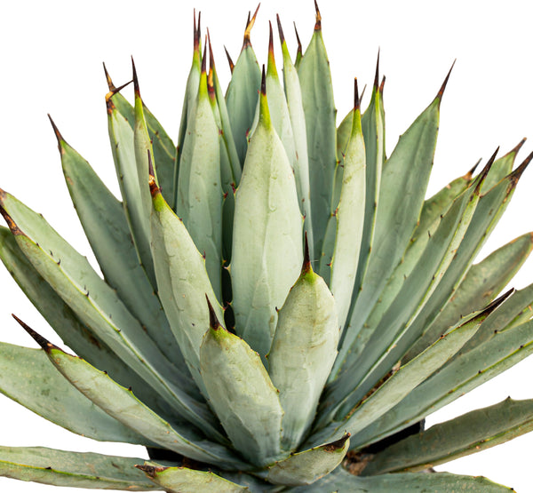 Agave Macroacantha