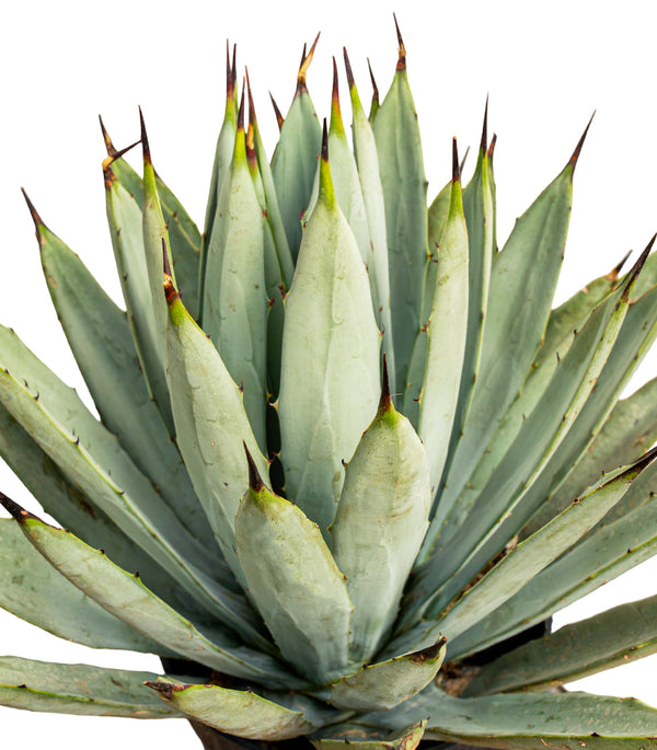 Agave Macroacantha