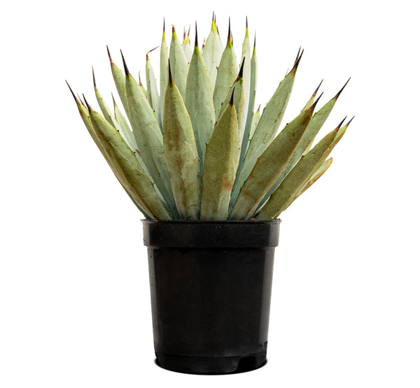 Agave Macroacantha