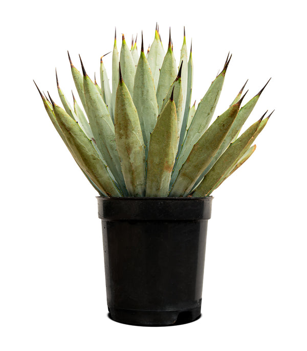 Agave Macroacantha