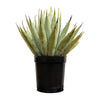 Agave Macroacantha