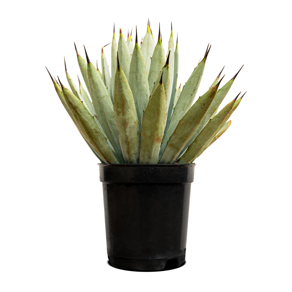 Agave Macroacantha