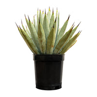 Agave Macroacantha