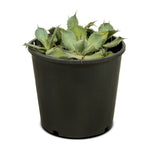 Agave Pottatorium