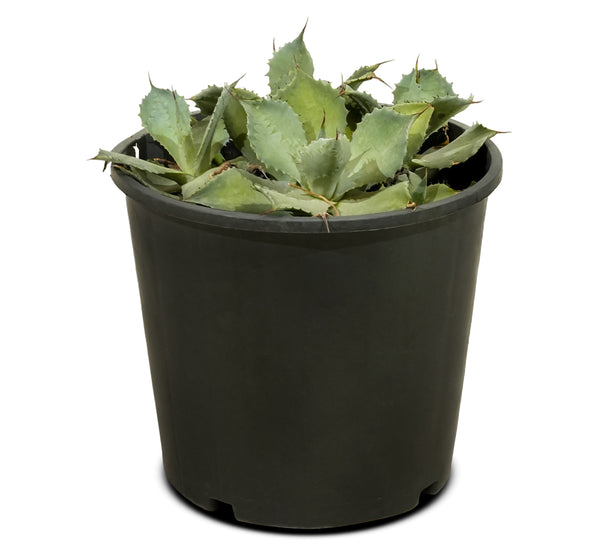 Agave Pottatorium
