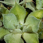 Agave Pottatorium
