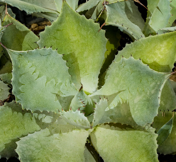 Agave Pottatorium