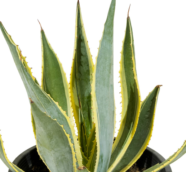 Agave Americana Yellow -S:18 cms-H:20 cms