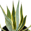 Agave Americana Yellow -S:18 cms-H:20 cms