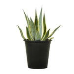 Agave Americana Yellow -S:18 cms-H:20 cms