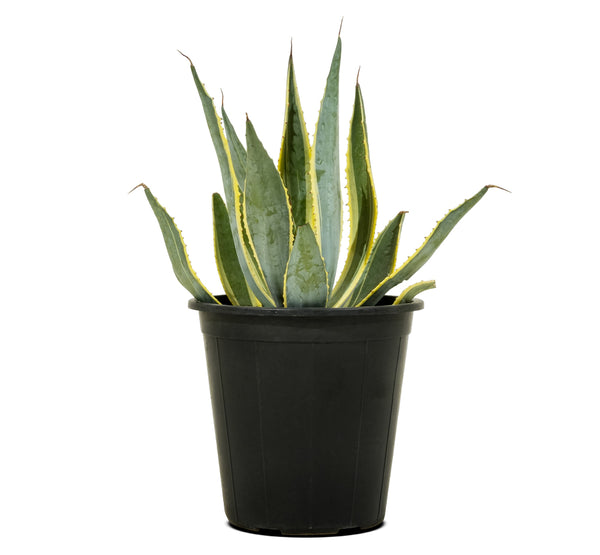 Agave Americana Yellow -S:18 cms-H:20 cms