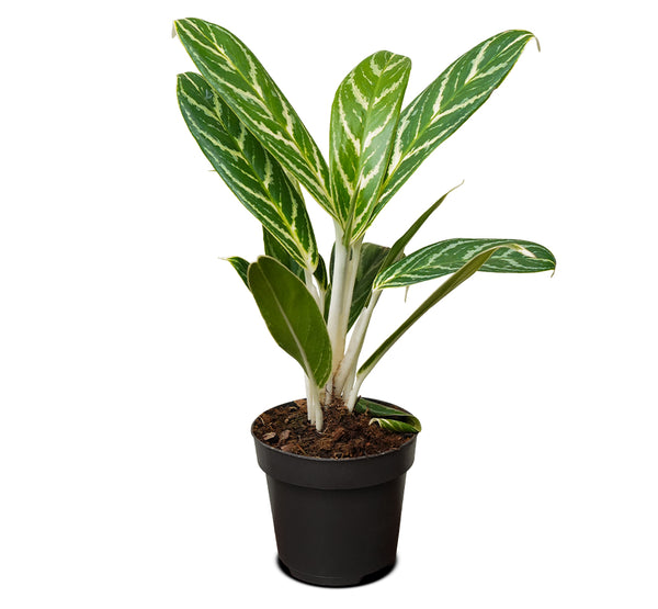 Aglaonema Ivy Green 11 cms - 30 cms height