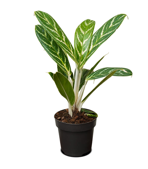 Aglaonema Ivy Green 11 cms - 30 cms height