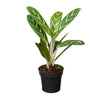 Aglaonema Ivy Green 11 cms - 30 cms height