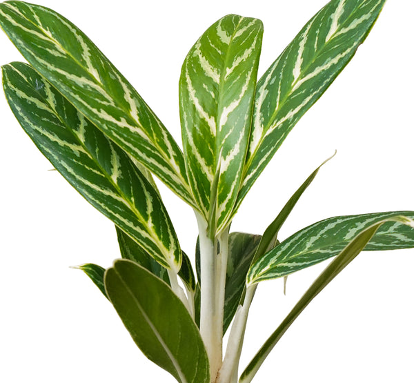 Aglaonema Ivy Green 11 cms - 30 cms height