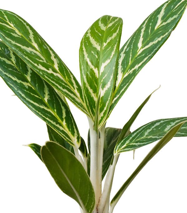 Aglaonema Ivy Green 11 cms - 30 cms height