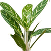 Aglaonema Ivy Green 11 cms - 30 cms height