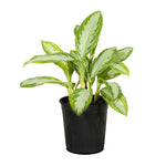 Aglaonema silver queen compact Green