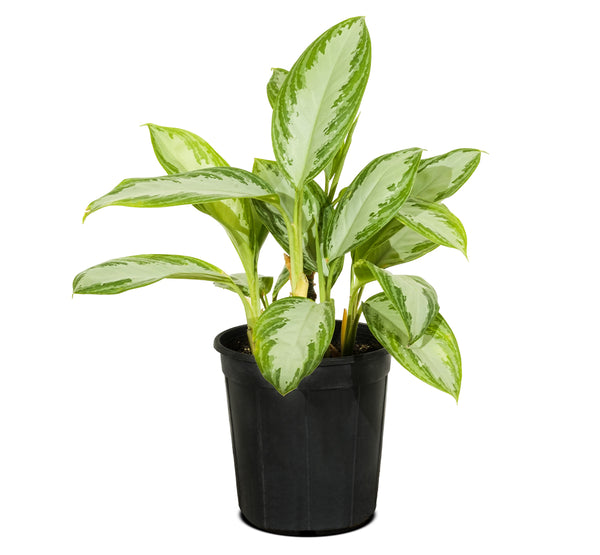 Aglaonema silver queen compact Green