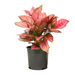 Aglaonaema crete red 14 cms pots - 25 cms height