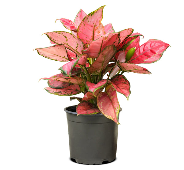 Aglaonaema crete red 14 cms pots - 25 cms height