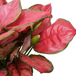 Aglaonaema crete red 14 cms pots - 25 cms height