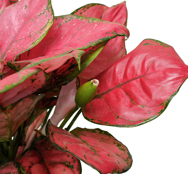 Aglaonaema crete red 14 cms pots - 25 cms height