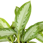 Aglaonema silver queen compact Green