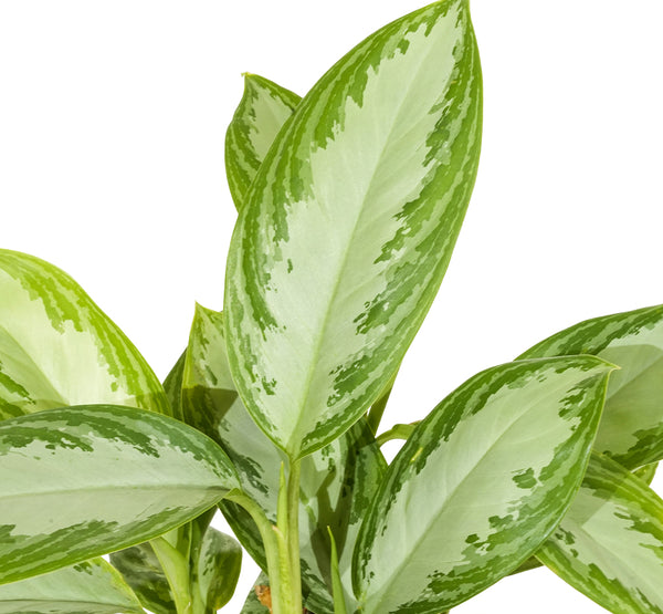 Aglaonema silver queen compact Green