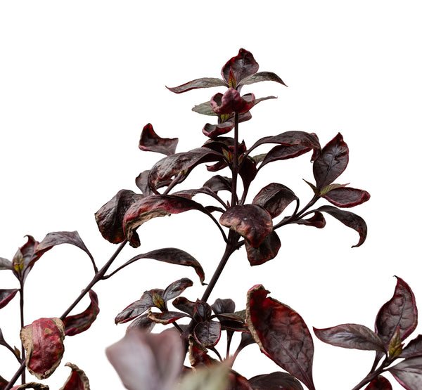 Alantira Jumbo 14 cms pots - 50 cms  height