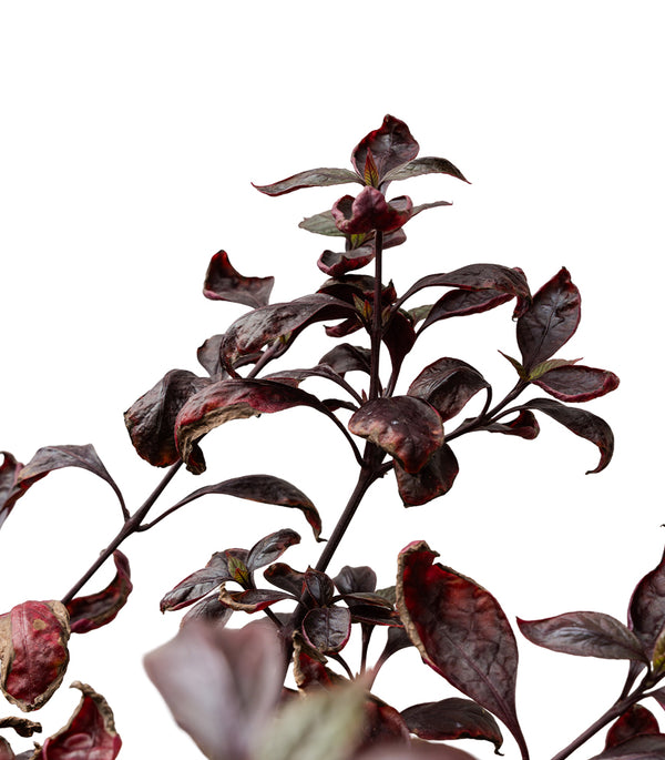 Alantira Jumbo 14 cms pots - 50 cms height