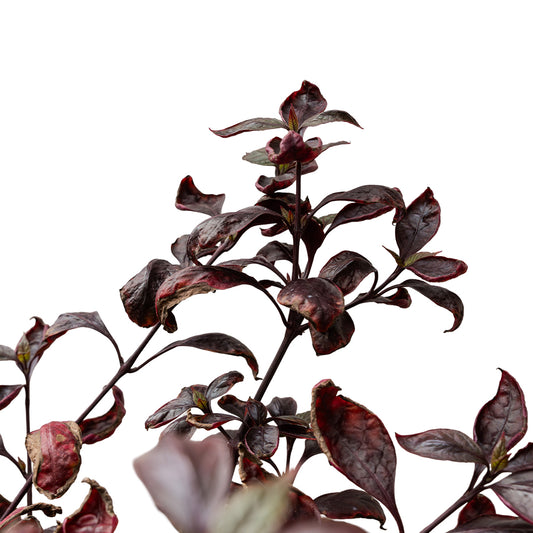 Alantira Jumbo 14 cms pots - 50 cms  height