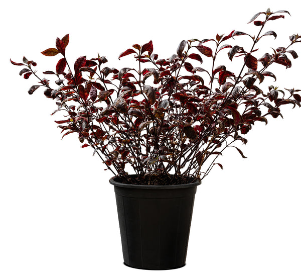 Alantira Jumbo 14 cms pots - 50 cms  height