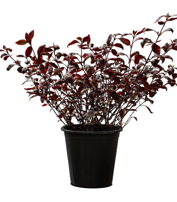 Alantira Jumbo 14 cms pots - 50 cms height