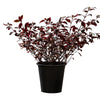 Alantira Jumbo 14 cms pots - 50 cms  height