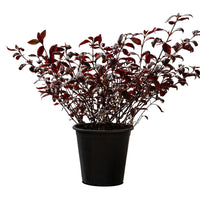 Alantira Jumbo 25 cms pots - 60 cms height